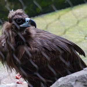 Cinereous vulture (Aegypius monachus)