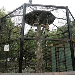 Vulture enclosure