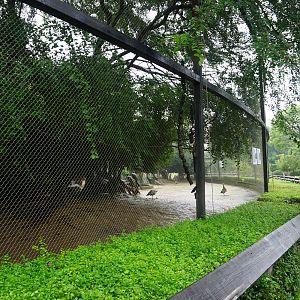Peafowl enclosure