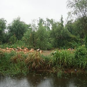 Flamingo enclosure