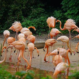 Chilean flamingo (Phoenicopterus chilensis)