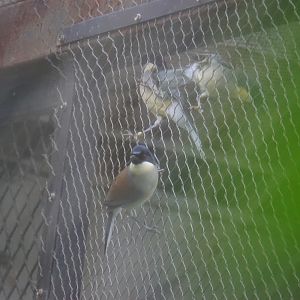 Blue-crowned laughingthrush (Garrulax courtoisi)