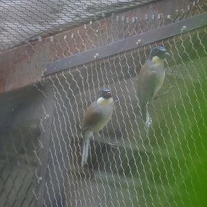 Blue-crowned laughingthrush (Garrulax courtoisi)