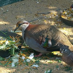 Brush bronzewing (Phaps elegans)