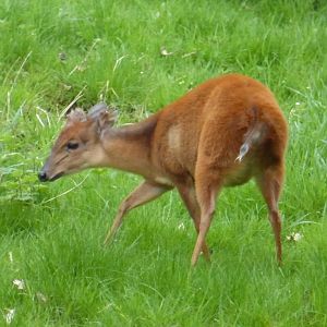 Red duiker