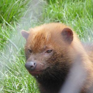 Bushdog
