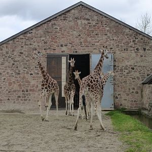Giraffe herd