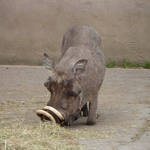Warthog