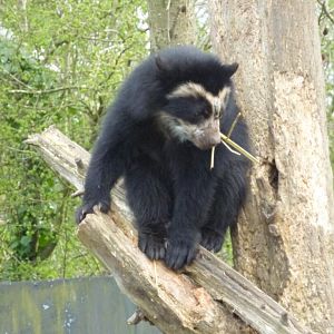 Young spectacled bear