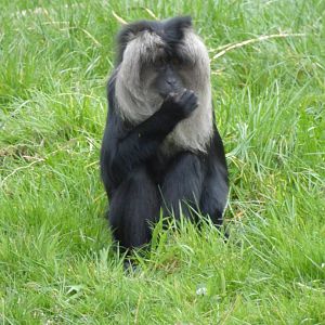 Young lion tailed macaque