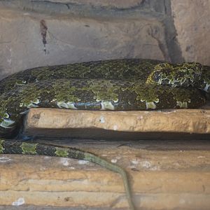 Mangshan pitviper (Protobothrops mangshanensis)