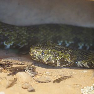 Mangshan pitviper (Protobothrops mangshanensis)