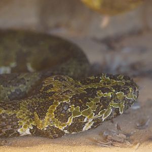 Mangshan pitviper (Protobothrops mangshanensis)