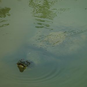 Yangtze giant softshell turtle (Rafetus swinhoei)