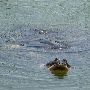 Yangtze giant softshell turtle (Rafetus swinhoei)