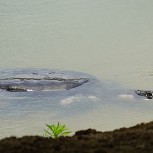 Yangtze giant softshell turtle (Rafetus swinhoei)