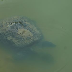 Yangtze giant softshell turtle (Rafetus swinhoei)