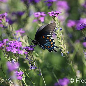 Pipevine swallowtail