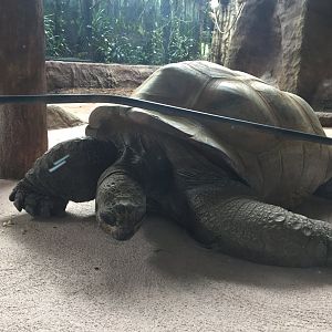 Aldabra Tortoise - Rasputin