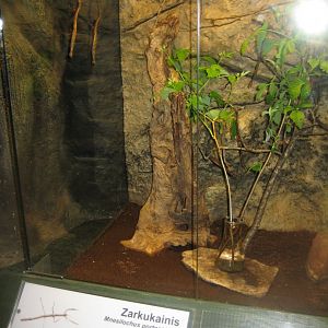 Riga Zoo - Tropical house - Insectarium exhibit #17