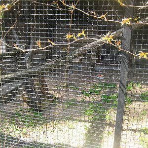 Riga Zoo - Fennec fox exhibit
