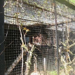 Riga Zoo - Manul exhibit #1
