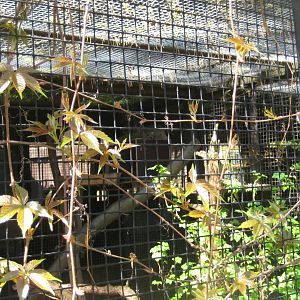 Riga Zoo - Manul exhibit #2