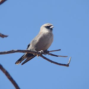 Black-faced woodswallow