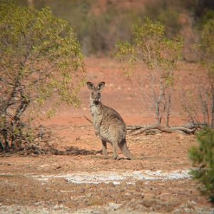 Eastern grey kangaroo