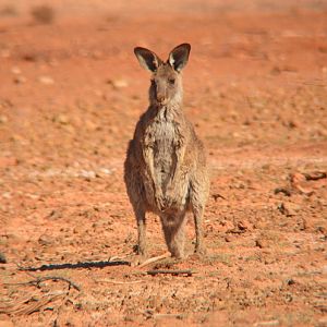 Eastern grey kangaroo