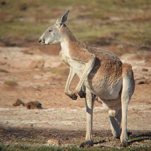 Red kangaroo male
