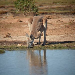 Thirsty Red kangaroo