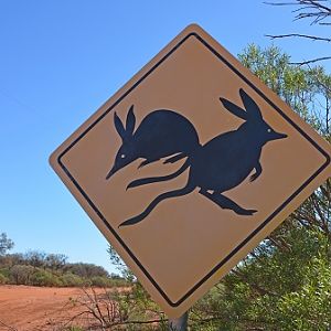 Bilby advisory sign.   Q'ld