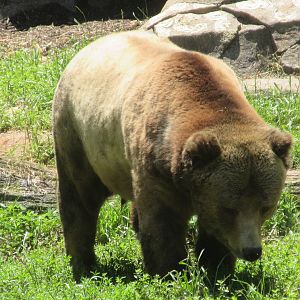 Grizzly Bear (Ursus arctos horribilis)