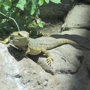 Desert - Bearded Dragon (Pogona sp.)