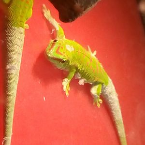 Madagascar giant daygecko (phelsuma grandis)