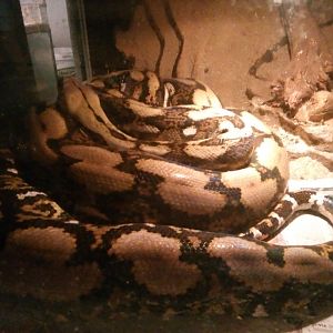 Huge reticulated python (python reticulatus)