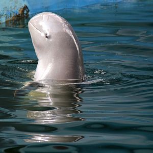 Irrawaddy dolphin (Orcaella brevirostris)