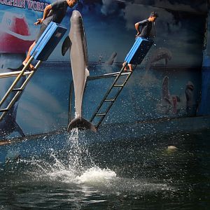 Irrawaddy dolphin (Orcaella brevirostris)