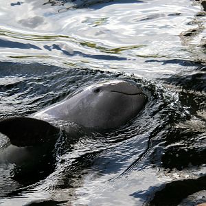 Irrawaddy dolphin (Orcaella brevirostris)