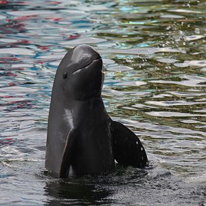 Irrawaddy dolphin (Orcaella brevirostris)