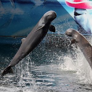 Irrawaddy dolphin (Orcaella brevirostris)