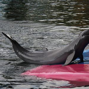 Irrawaddy dolphin (Orcaella brevirostris)