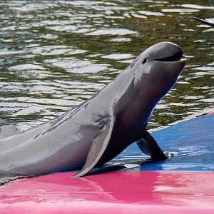 Irrawaddy dolphin (Orcaella brevirostris)