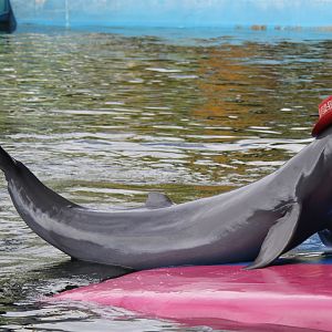 Irrawaddy dolphin (Orcaella brevirostris)