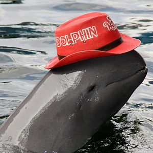 Irrawaddy dolphin (Orcaella brevirostris)