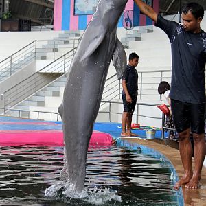 Irrawaddy dolphin (Orcaella brevirostris)