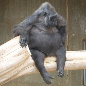 Lowland gorilla in indoor only enclosure