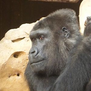 Lowland gorilla in indoor only enclosure
