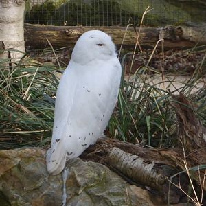 Snowy owl